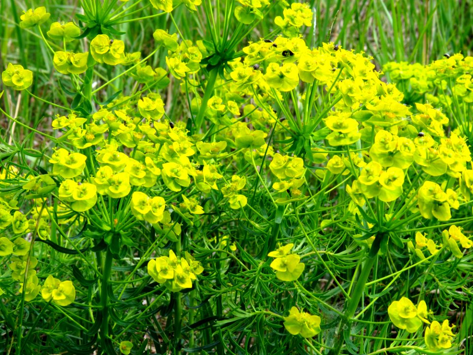 Euphorbia cyparissias Pukhivka1