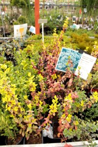 Euonymus fortunei 11071