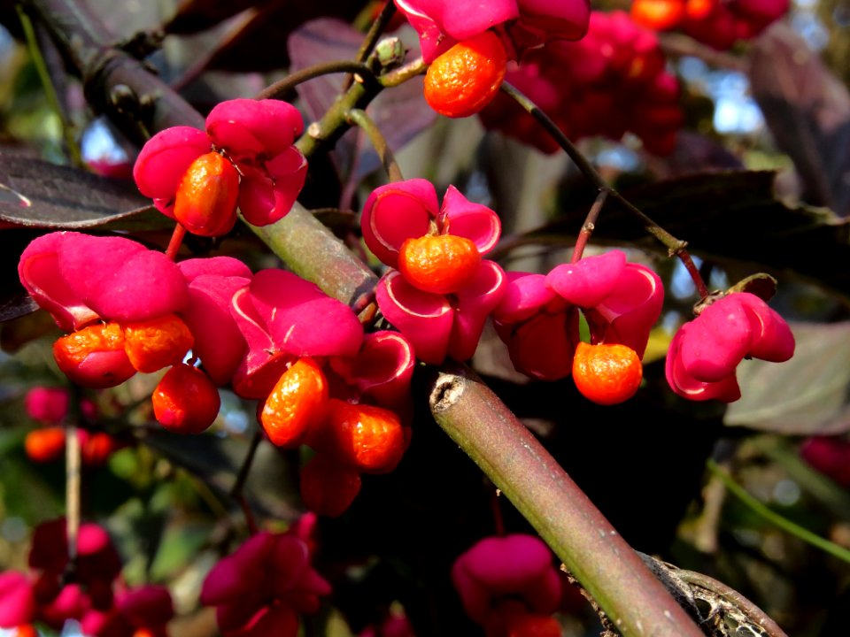 Euonymus europaeus Holosiiv4