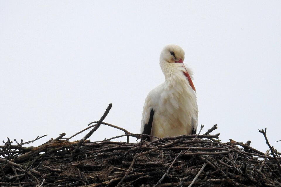 Nature nest animal world photo