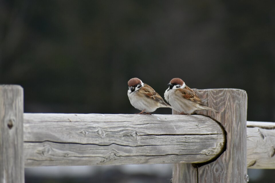 Wild birds little bird sparrow photo