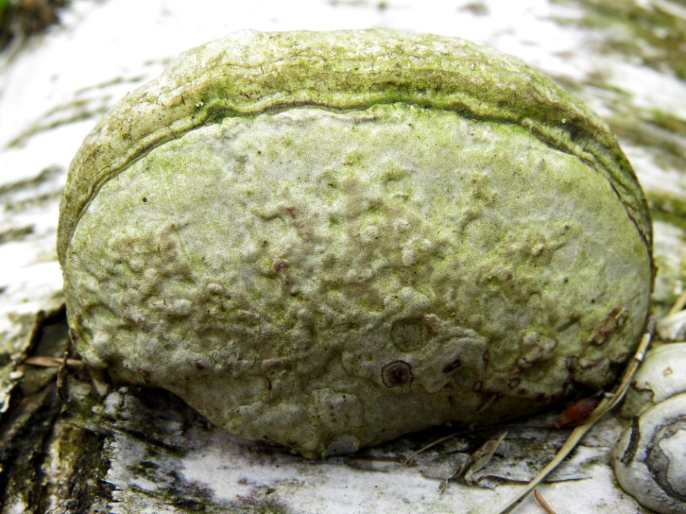 Fomes fomentarius Kiev3