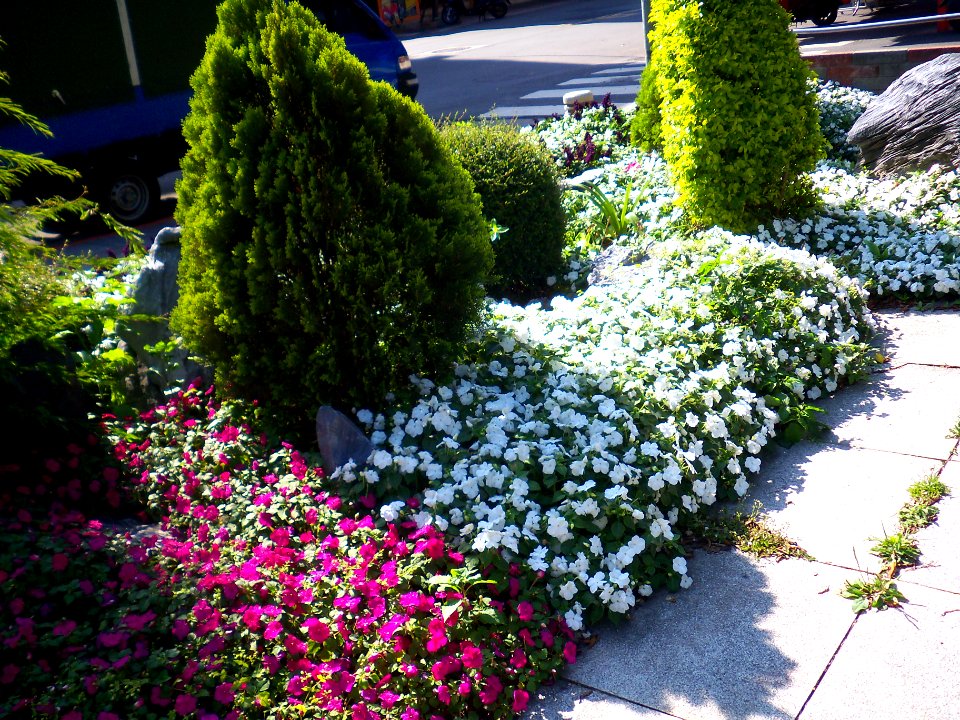 Flowers beside Sanmin Park Walkway 20110420