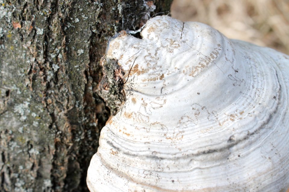 Fomes fomentarius 5527