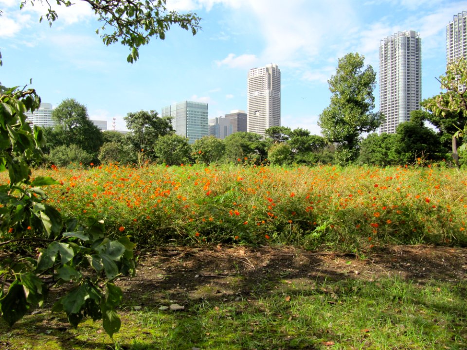 Flower Field Hamarikyu 110925