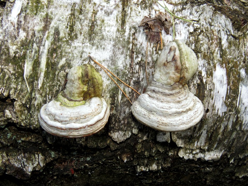 Fomes fomentarius Kiev1