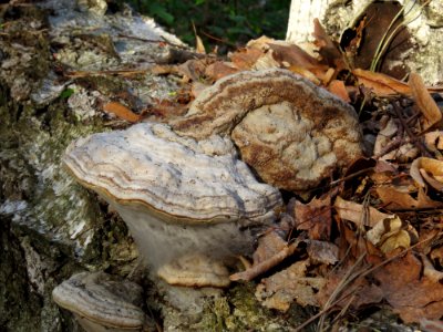 Fomes fomentarius Kiev4