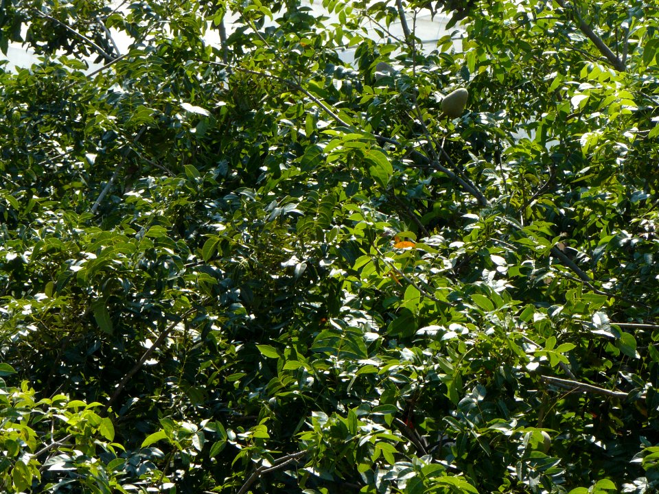 Follaje verde al sol