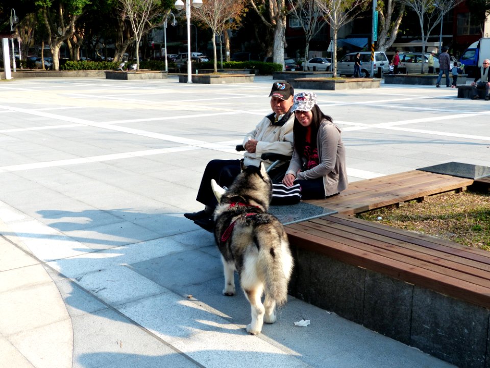 Foreign Care-Giver and Elder Man on Wheelchair Looking Siberian Husky in Minsheng Park 20140130