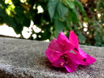 Flower and stone ground