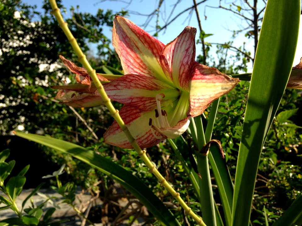 Flower blooming sun