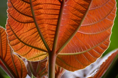 Backlit leaves macro
