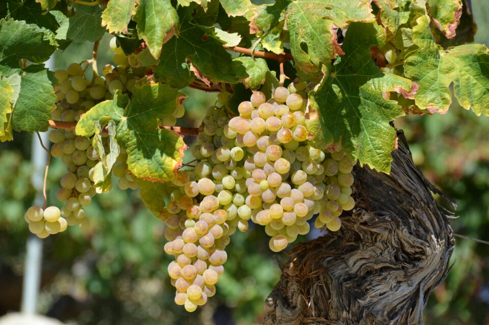 Vine wine agriculture