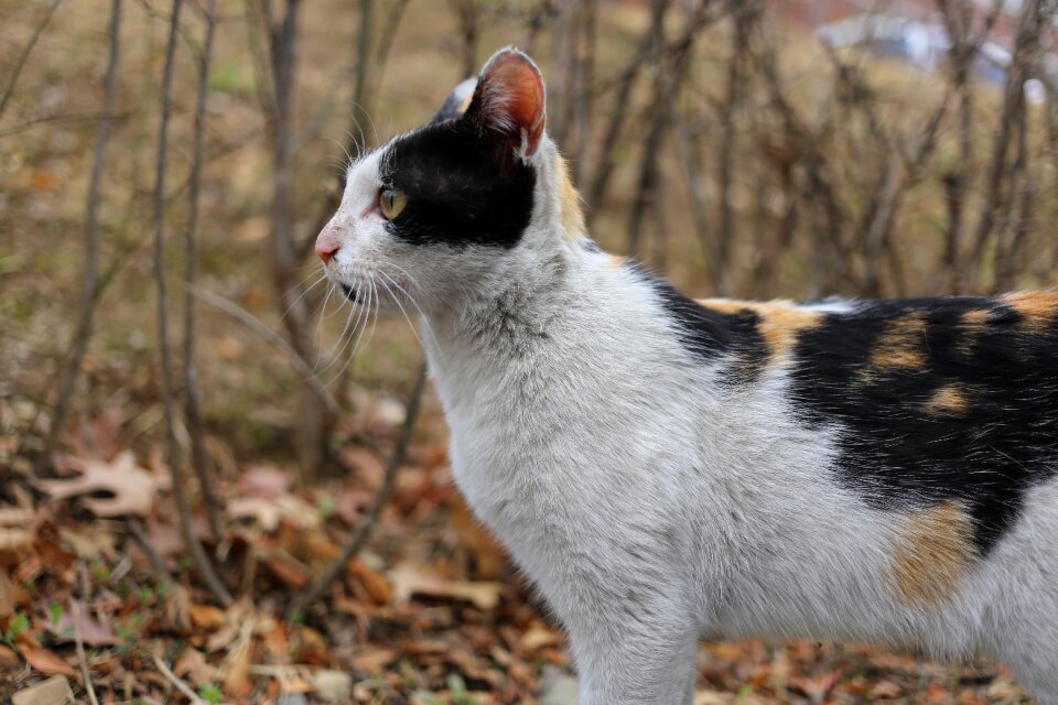 Mammal fur street cat