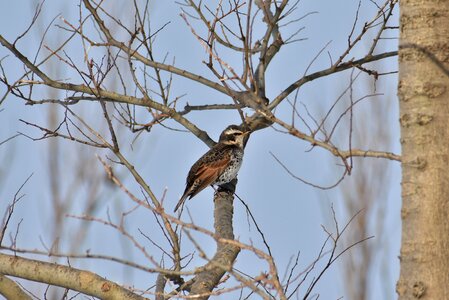 Branch bird wild birds