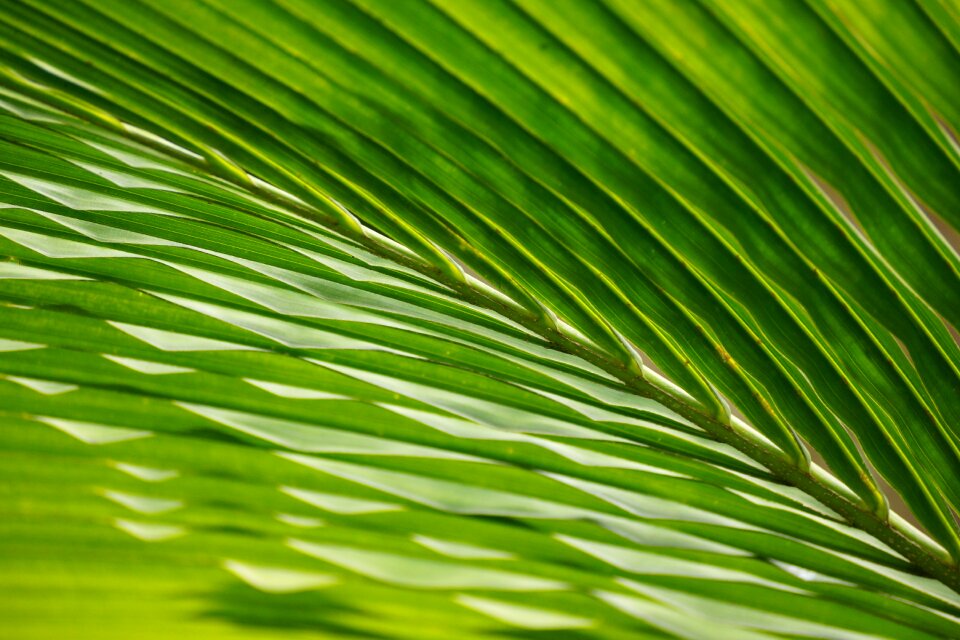 Frond waving green wave