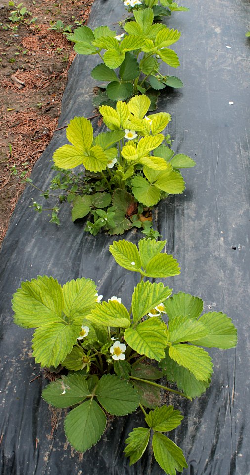 Fragaria × ananassa kalcióza