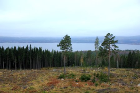 Frøtrær furu