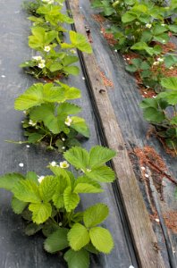 Fragaria × ananassa kalcióza2