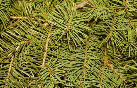 Needles twigs green