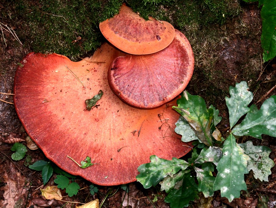 Fistulina hepatica Kiev obl1