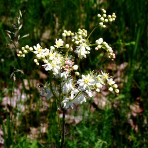 Filipendula vulgaris Bobrovnya4