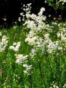 Filipendula vulgaris Bobrovnya6