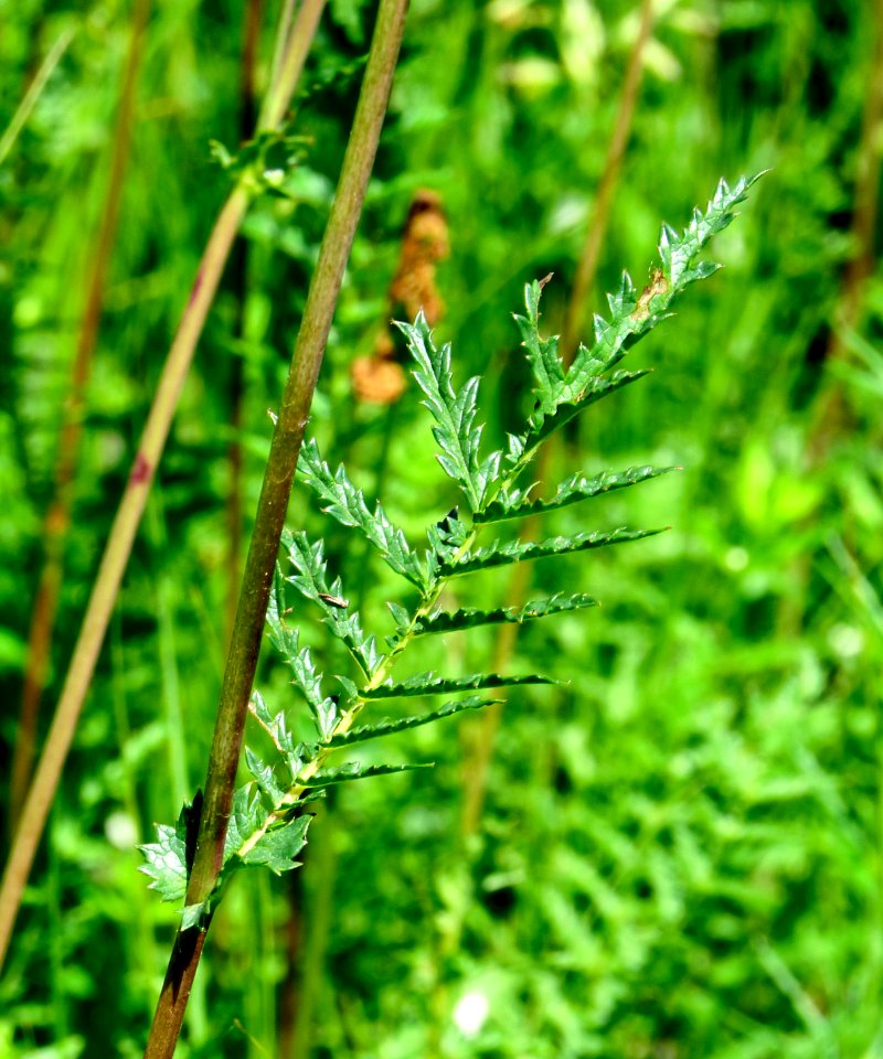 Filipendula vulgaris Bobrovnya3