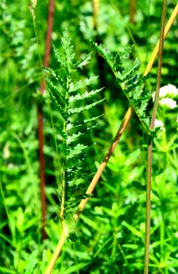 Filipendula vulgaris Bobrovnya2
