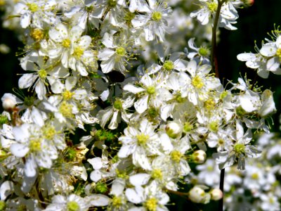 Filipendula vulgaris Bobrovnya5