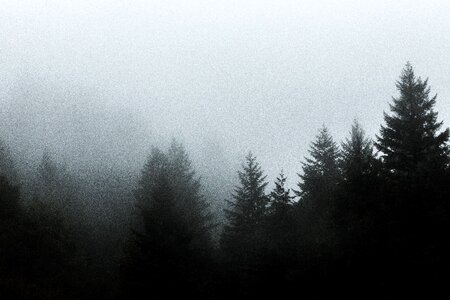 Nature fog gray forest