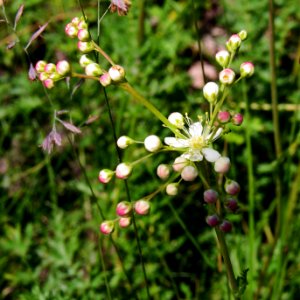 Filipendula vulgaris Bobrovnya1