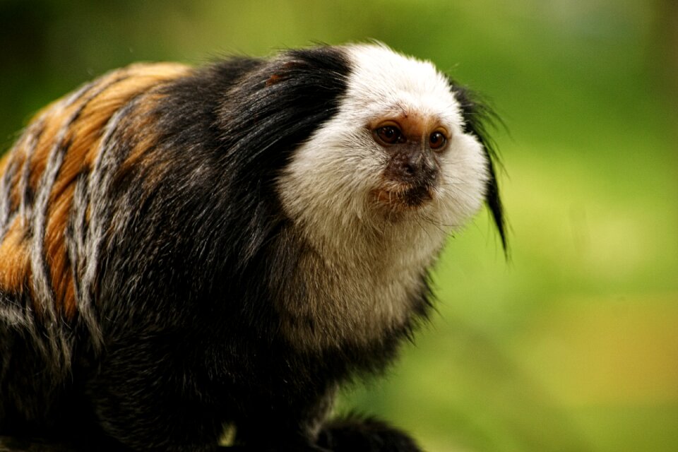 Animals klauwaap capuchin monkey
