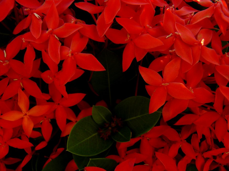 Flores de cuatro petalos