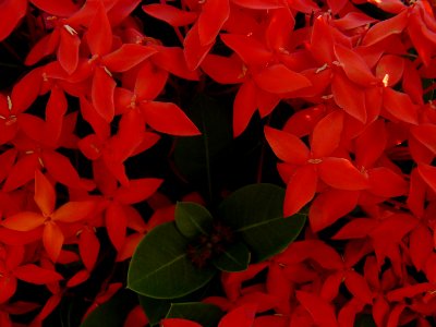 Flores de cuatro petalos