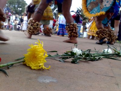 Flores de cempasúchil en el suelo