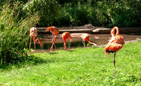 Flamants des Caraïbes