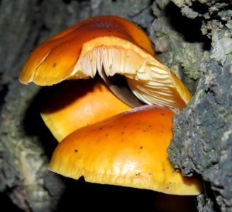 Flammulina velutipes Gdańsk 1