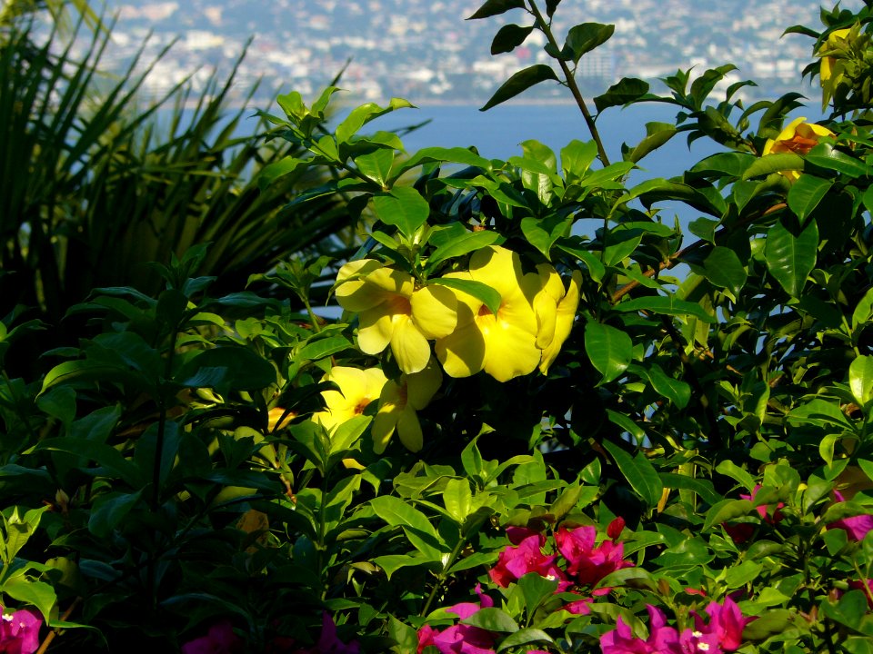 Flor amarilla y buganvilia morada