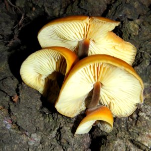 Flammulina velutipes Gdańsk 2