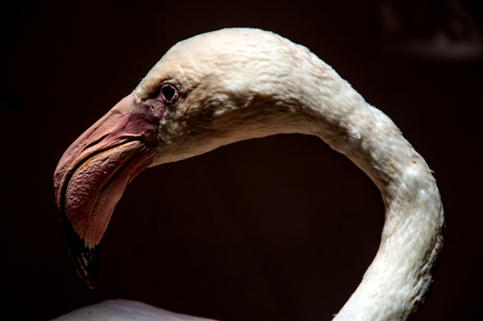 Flamant rose - Phoenicopterus roseus