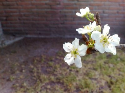 Flor de mazano