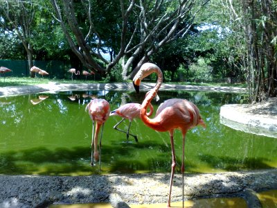 Flamingos en el Zoofari, Cuernavaca, Morelos photo