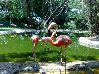 Flamingos en el Zoofari, Cuernavaca, Morelos