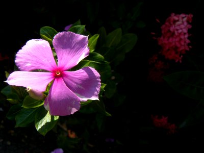 Flor de cinco pétalos, color rosa, con el centro marcado photo