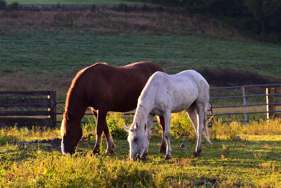 Farm landscape field