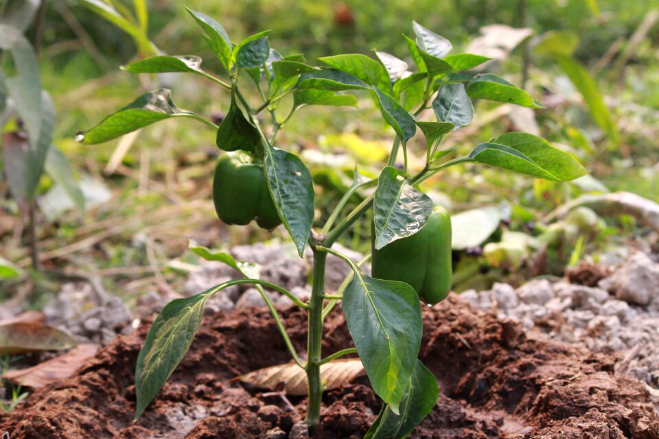 Plant branch growth
