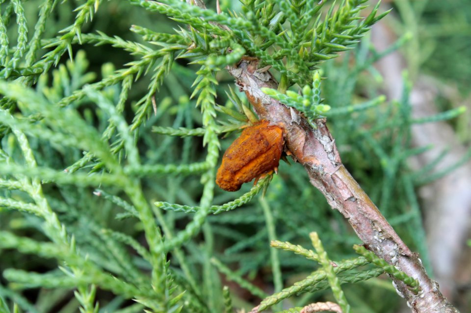 Gymnosporangium sabinae 12636