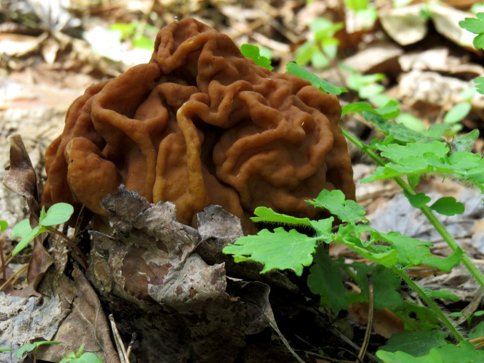 Gyromitra gigas Kiev3