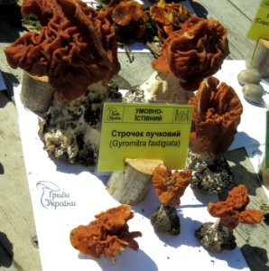 Gyromitra fastigiata Kiev1